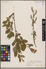 Foto von Salix aurita L. x Salix hastata L.